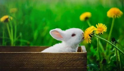 华体会官网-PSG.LGD目标直指世界赛冠军，lgd唯一指定冠军